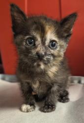 Shelter Stray Female Cat last seen E North Ave & S Sunnyside Ave, Fresno Zone Fresno CO 1A 93725, CA, 1510 W Dan Ronquillo Dr, Fresno, CA 93706, USA