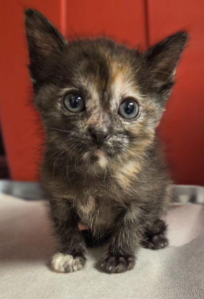 Shelter Stray Female Cat last seen E North Ave & S Sunnyside Ave, Fresno Zone Fresno CO 1A 93725, CA, 1510 W Dan Ronquillo Dr, Fresno, CA 93706, USA