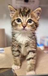 Shelter Stray Male Cat last seen E North Ave & S Sunnyside Ave, Fresno Zone Fresno CO 1A 93725, CA, 1510 W Dan Ronquillo Dr, Fresno, CA 93706, USA