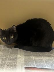 Shelter Stray Female Cat last seen , , GA, 3280 Chamblee Dunwoody Rd, Chamblee, GA 30341, USA