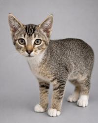 Shelter Stray Female Cat last seen N McCall Ave & E Belmont Ave, Sanger Zone Fresno CO 4 93657, CA, 1510 W Dan Ronquillo Dr, Fresno, CA 93706, USA