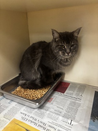Shelter Stray Male Cat last seen Near Willow Ridge Way 160 Avondale Estates, 30002, 30002, GA, 3280 Chamblee Dunwoody Rd, Chamblee, GA 30341, USA