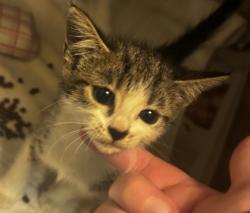 Shelter Stray Female Cat last seen Near Candler Road Decatur, 30032, 30032, GA, 3280 Chamblee Dunwoody Rd, Chamblee, GA 30341, USA