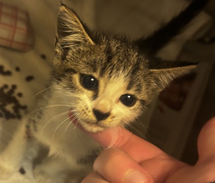 Shelter Stray Female Cat last seen Near Candler Road Decatur, 30032, 30032, GA, 3280 Chamblee Dunwoody Rd, Chamblee, GA 30341, USA