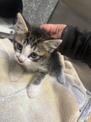 Shelter Stray Male Cat last seen Near Brookcrest Circle Decatur, 30032, 30032, GA, 3280 Chamblee Dunwoody Rd, Chamblee, GA 30341, USA