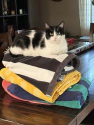 Reunited Female Cat last seen Wellington Ave & Holt Avenue Tustin, North Tustin, CA 92780