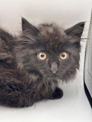 Shelter Stray Female Cat last seen Near Kodack Rd, Knox County GP, TN, 3201 Division St, Knoxville, TN 37919, USA