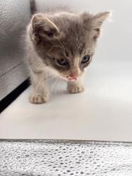 Shelter Stray Female Cat last seen Carfix on western ave, Knox County GP, TN, 3201 Division St, Knoxville, TN 37919, USA