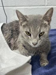 Shelter Stray Female Cat last seen Near N. Curley, 21205, MD, 301 Stockholm St, Baltimore, MD 21230, USA