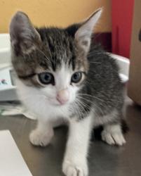 Shelter Stray Male Cat last seen Near US-80 Ste 200, 75150, TX, 1650 Gross Rd, Mesquite, TX 75149, USA