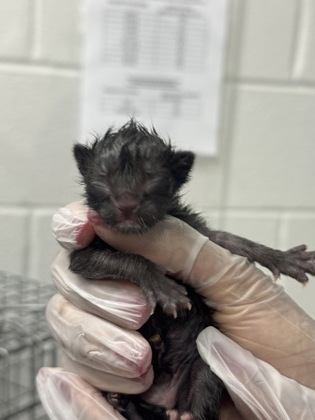 Shelter Stray Female Cat last seen Near N. Curley, 21205, MD, 301 Stockholm St, Baltimore, MD 21230, USA