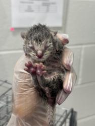 Shelter Stray Male Cat last seen Near N. Curley, 21205, MD, 301 Stockholm St, Baltimore, MD 21230, USA