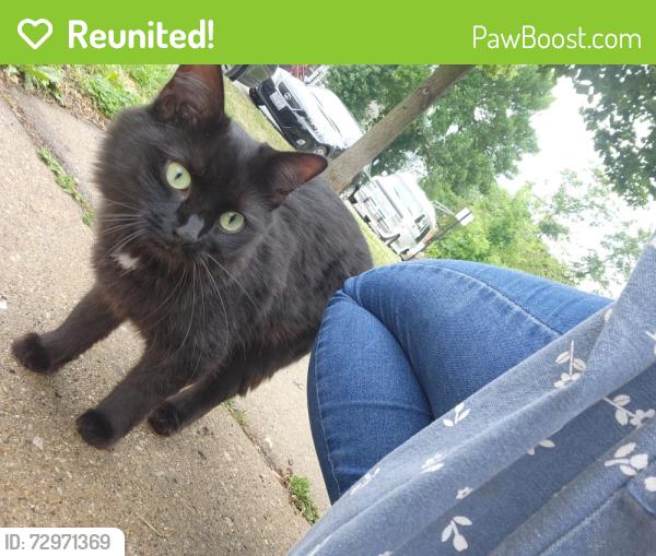 Reunited Female Cat last seen Armitage and Kostner, Chicago, IL 60639