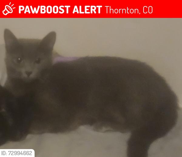 Lost Female Cat last seen 88th and Huron , Thornton, CO 80260