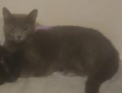 Lost Female Cat last seen 88th and Huron , Thornton, CO 80260