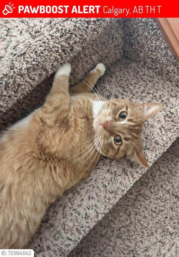 Lost Male Cat last seen Signal hill, Calgary, AB T3H 3T1