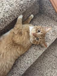 Lost Male Cat last seen Signal hill, Calgary, AB T3H 3T1