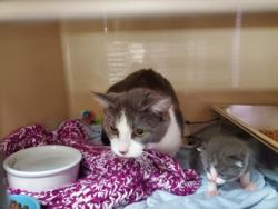 Shelter Stray Female Cat last seen Oak Terrace Blvd, 43528, OH, 827 Illinois Ave, Maumee, OH 43537, USA