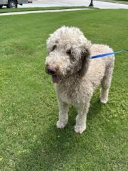 Shelter Stray Male Dog last seen , , TX, 355 Hillshire Dr, Haslet, TX 76052, USA