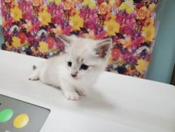 Shelter Stray Unknown Cat last seen Broadstone Rd, 43615, OH, 827 Illinois Ave, Maumee, OH 43537, USA