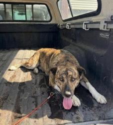 Lost Male Dog last seen N Main St American Recycle, Fort Worth, TX 76130