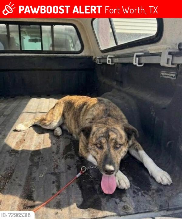 Lost Male Dog last seen N Main St American Recycle, Fort Worth, TX 76130