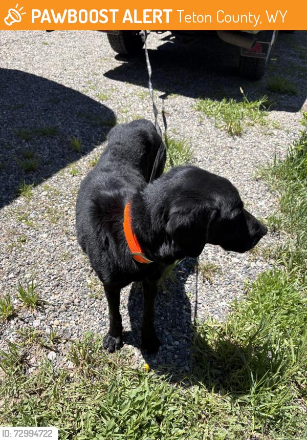 Rehomed Male Dog last seen Turpin Meadow Campground, Teton County, WY 83013