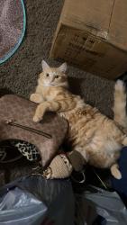 Lost Female Cat last seen Carlton oaks , Santee, CA 92071