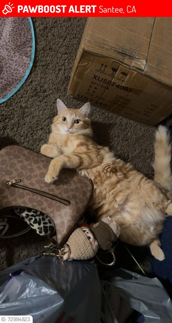 Lost Female Cat last seen Carlton oaks , Santee, CA 92071