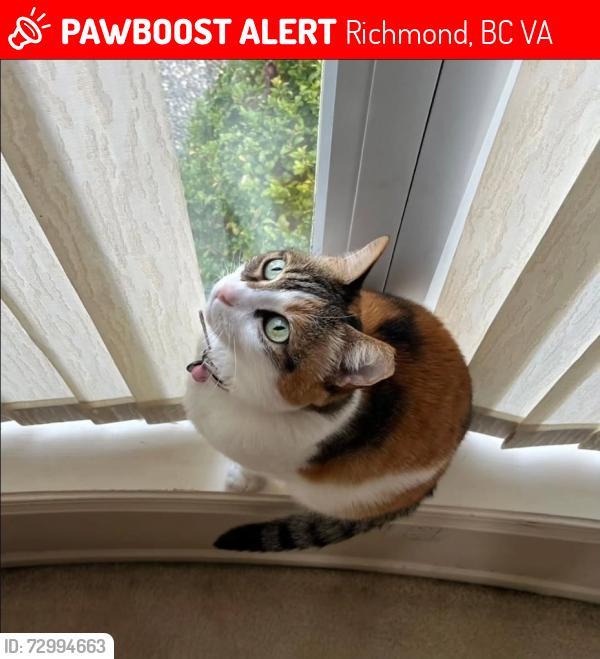 Lost Female Cat last seen Maddocks Rd, Richmond, BC V7A
