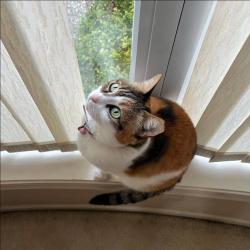 Lost Female Cat last seen Maddocks Rd, Richmond, BC V7A