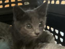 Shelter Stray Male Cat last seen Near Va Beach Boulevard, VIRGINIA BEACH, VA, 23452, 341 S Birdneck Rd, Virginia Beach, VA 23451, USA