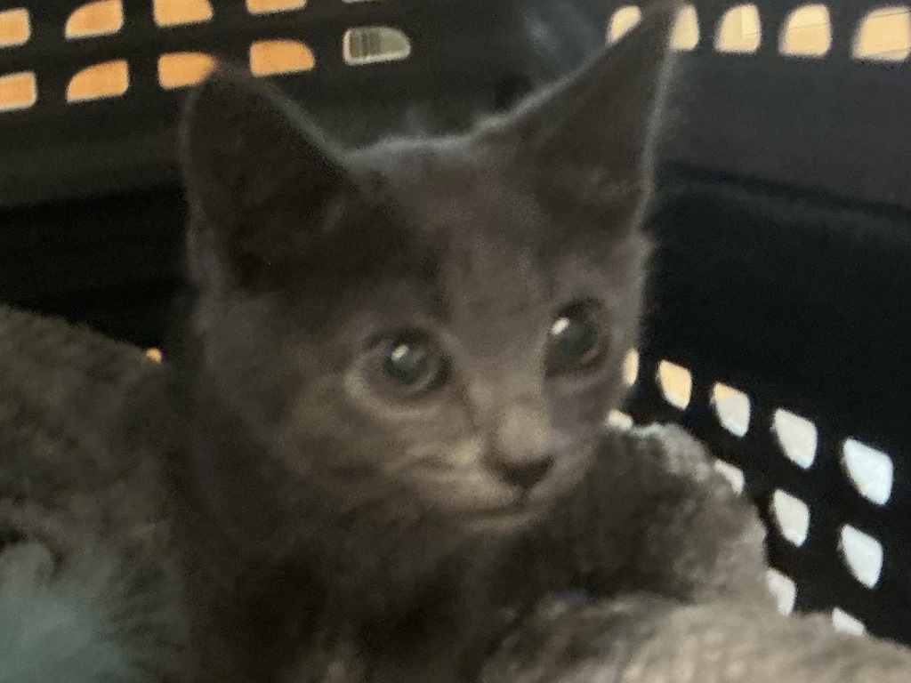 Shelter Stray Male Cat last seen Near Va Beach Boulevard, VIRGINIA BEACH, VA, 23452, 341 S Birdneck Rd, Virginia Beach, VA 23451, USA