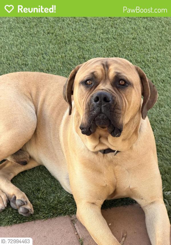 Reunited Male Dog last seen Near W 106th St, Los Angeles, CA 90047, USA, Los Angeles, CA 90047