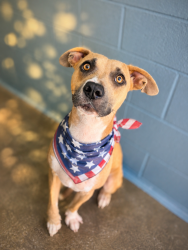 Shelter Stray Female Dog last seen Pont Des Mouton Road, LAFAYETTE, LA, 70507, 410 Dugas Rd, Lafayette, LA 70507, USA