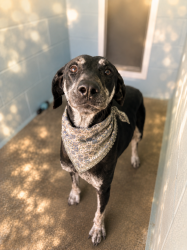Shelter Stray Female Dog last seen NE, LAFAYETTE, LA, 70501, 410 Dugas Rd, Lafayette, LA 70507, USA