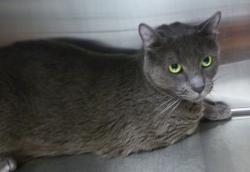 Shelter Stray Female Cat last seen Near N Dugas Road, LAFAYETTE, LA, 70507, 410 Dugas Rd, Lafayette, LA 70507, USA