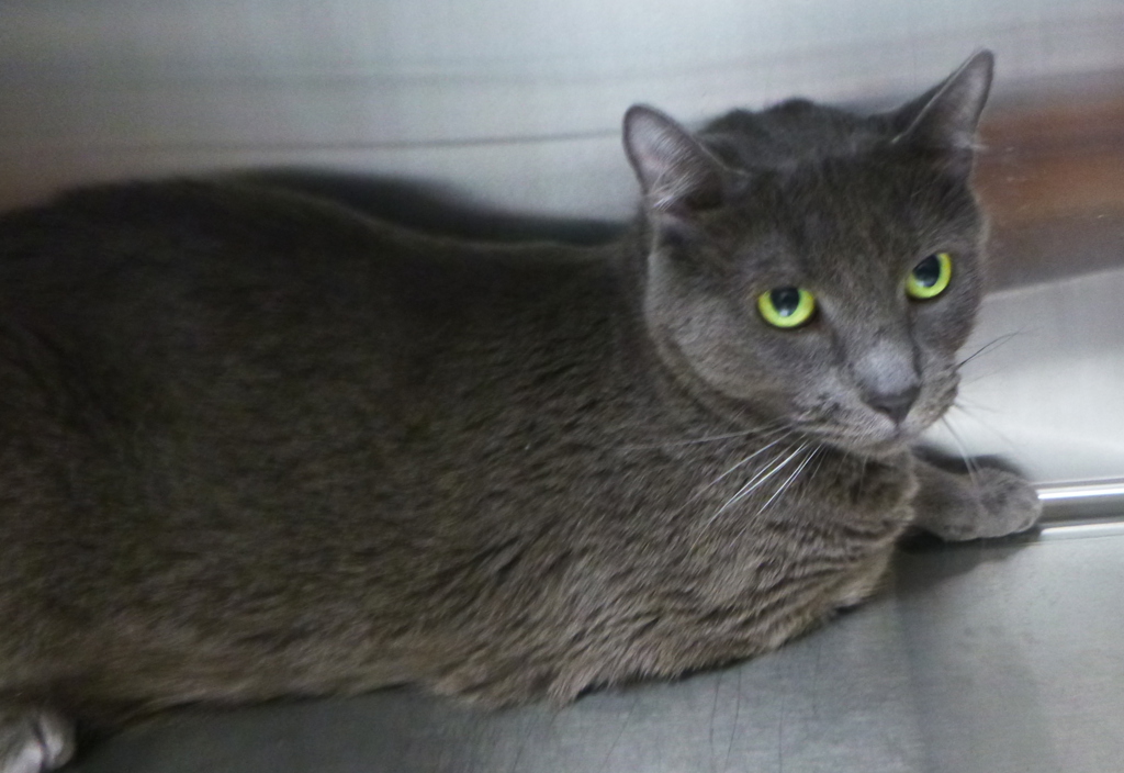 Shelter Stray Female Cat last seen Near N Dugas Road, LAFAYETTE, LA, 70507, 410 Dugas Rd, Lafayette, LA 70507, USA