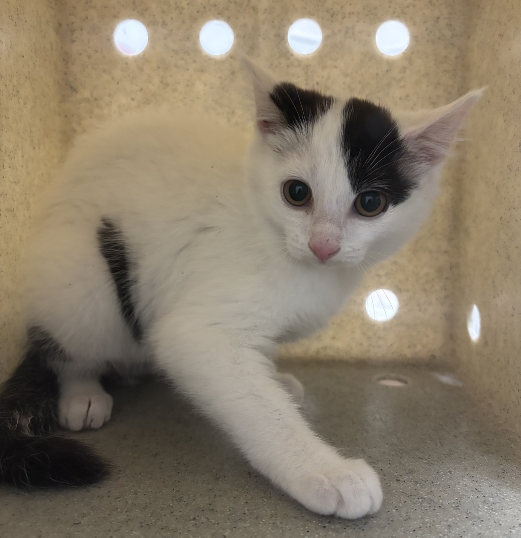 Shelter Stray Unknown Cat last seen Apt 163,5307 NE Sate Highway 303, Bremerton, WA, 98311, 9167 Dickey Rd NW, Silverdale, WA 98383, USA