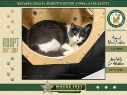 Shelter Stray Female Cat last seen S Tropical Trail, MERRITT ISLAND, FL, 32952, 5100 W Eau Gallie Blvd, Melbourne, FL 32934, USA