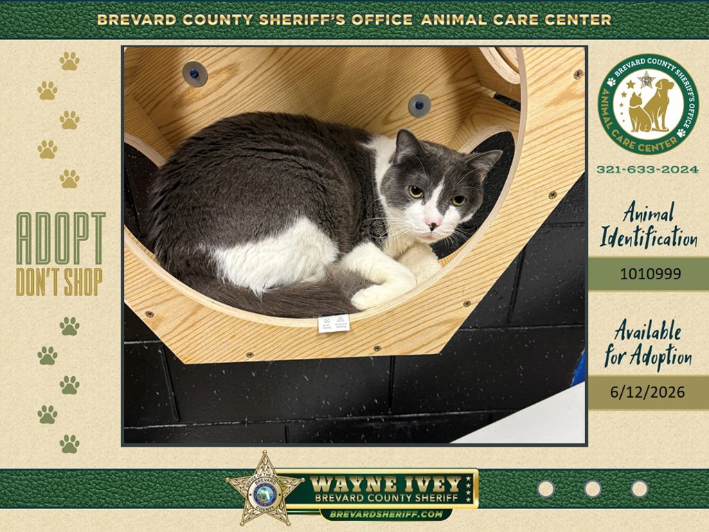 Shelter Stray Female Cat last seen S Tropical Trail, MERRITT ISLAND, FL, 32952, 5100 W Eau Gallie Blvd, Melbourne, FL 32934, USA