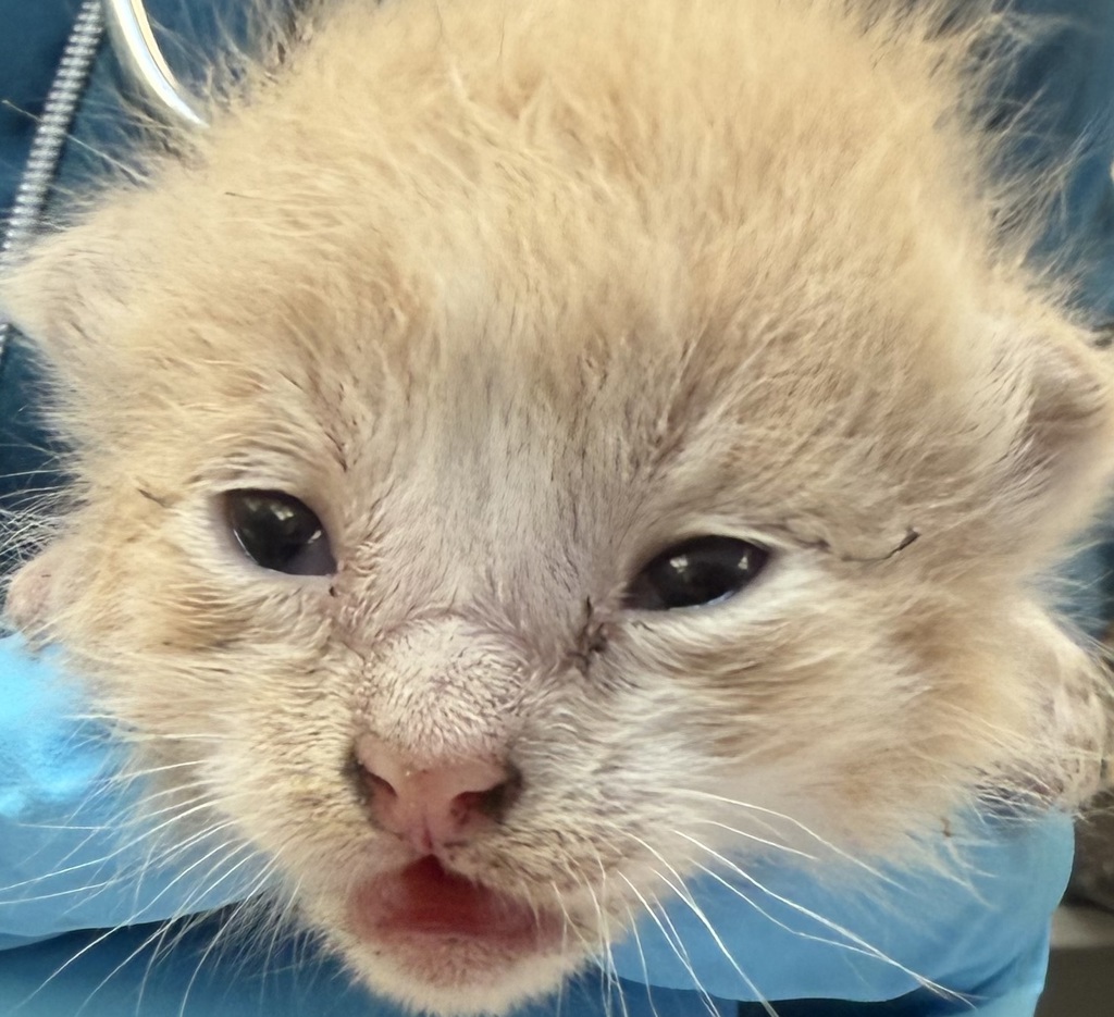 Shelter Stray Male Cat last seen NW Phoenix Dr and NW Frontage Rd, TROUTDALE, OR, 97060, 1700 W Historic Columbia River Hwy, Troutdale, OR 97060, USA