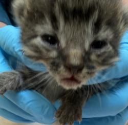 Shelter Stray Female Cat last seen NW Phoenix Dr and NW Frontage Rd, TROUTDALE, OR, 97060, 1700 W Historic Columbia River Hwy, Troutdale, OR 97060, USA