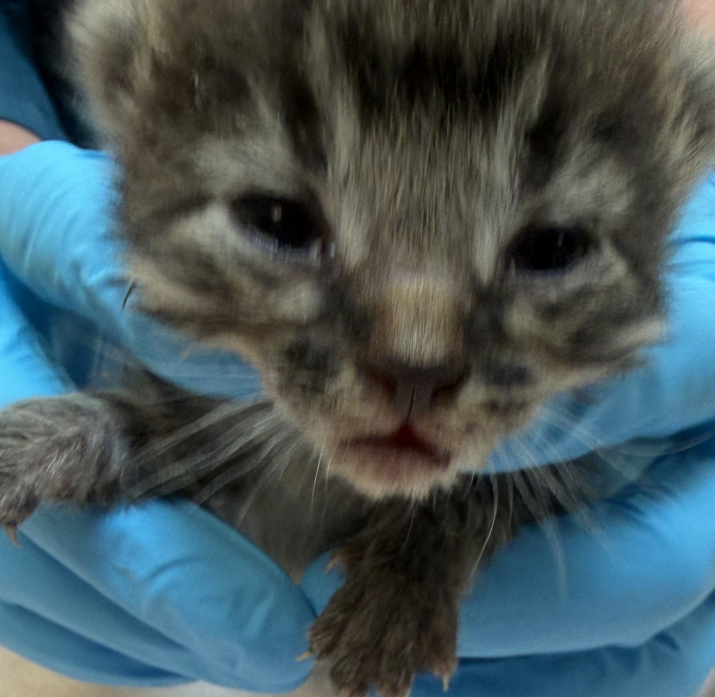 Shelter Stray Female Cat last seen NW Phoenix Dr and NW Frontage Rd, TROUTDALE, OR, 97060, 1700 W Historic Columbia River Hwy, Troutdale, OR 97060, USA