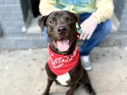 Shelter Stray Male Dog last seen Near Brooklyn Avenue, BROOKLYN, NY, 11210, 326 E 110th St, New York, NY 10029, USA