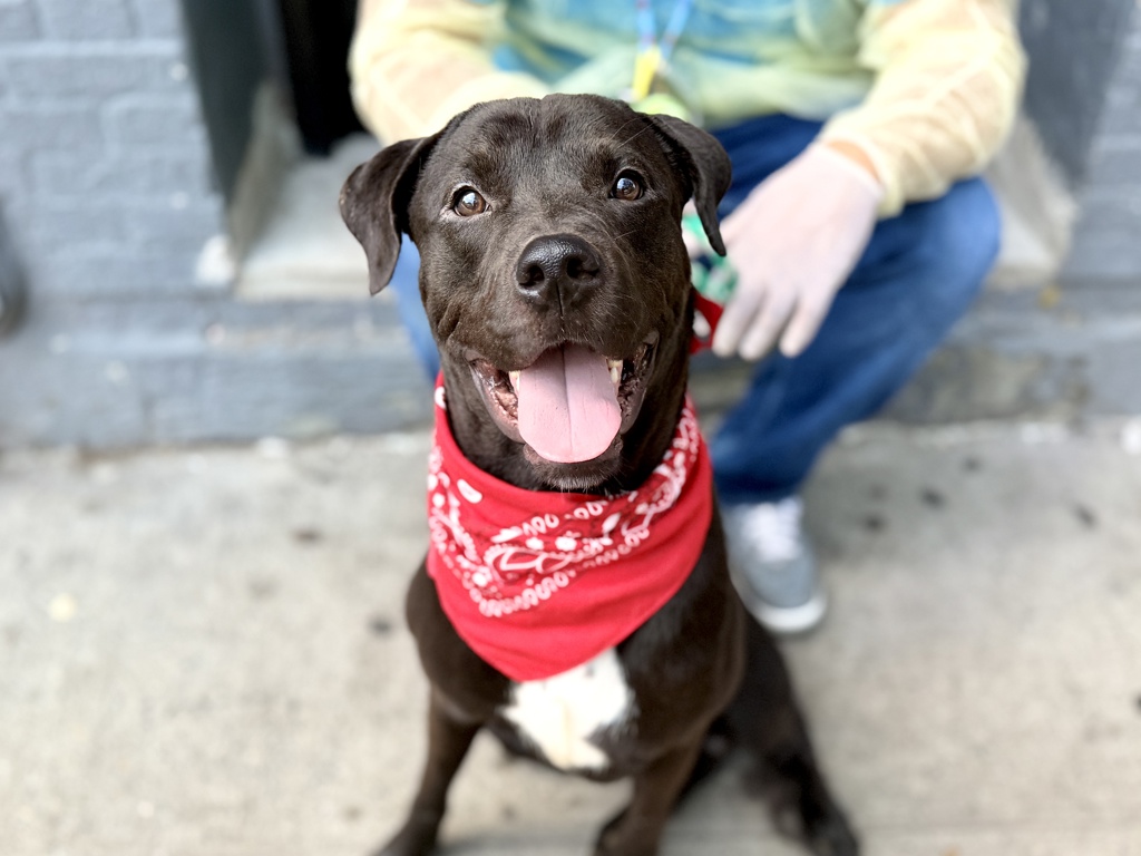 Shelter Stray Male Dog last seen Near Brooklyn Avenue, BROOKLYN, NY, 11210, 326 E 110th St, New York, NY 10029, USA