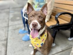 Shelter Stray Male Dog last seen E 228th Street, BRONX, NY, 10466, 326 E 110th St, New York, NY 10029, USA