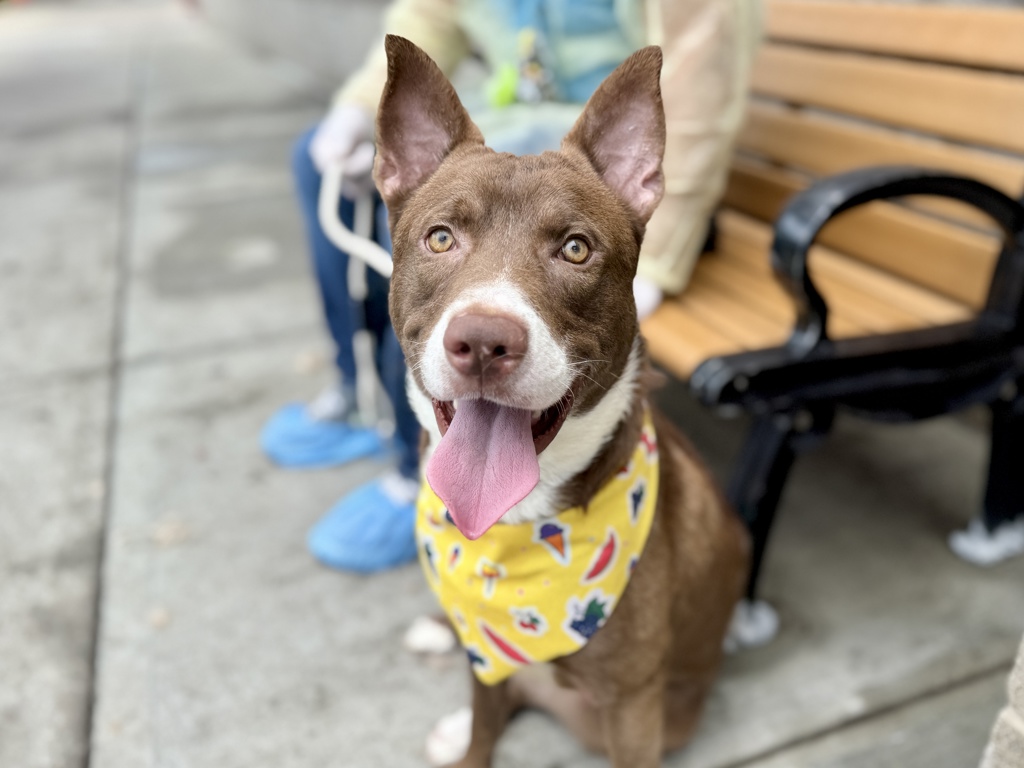 Shelter Stray Male Dog last seen E 228th Street, BRONX, NY, 10466, 326 E 110th St, New York, NY 10029, USA