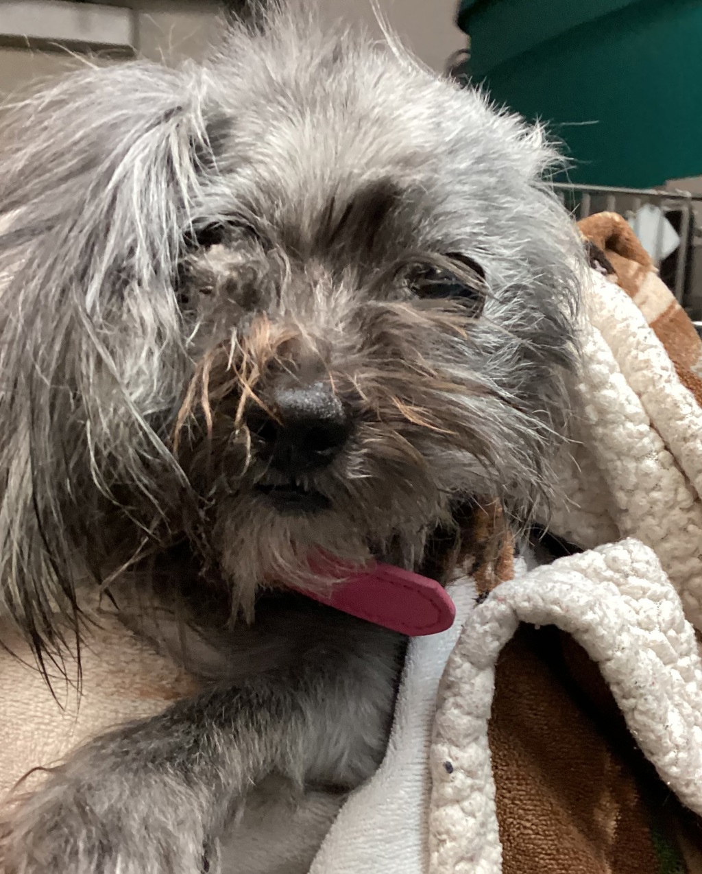 Shelter Stray Female Dog last seen NC, 820 Beacon Lake Dr, Raleigh, NC 27610, USA