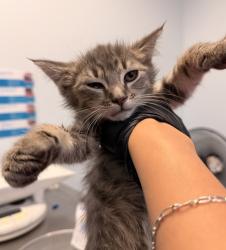 Shelter Stray Male Cat last seen Near Broadway, San Diego, CA, 92101, 5500 Gaines St, San Diego, CA 92110, USA